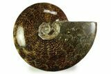 Polished, Agatized Ammonite (Cleoniceras) - Madagascar #328398-1